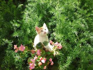 Апартаменты Apartmani Steni Свети-Стефан Номер-студио с балконом и видом на море-57